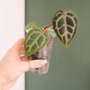Anthurium hybrid 'Brielle X Zara' x Magnificum