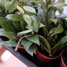 Load image into Gallery viewer, Hoya crassipetiolata
