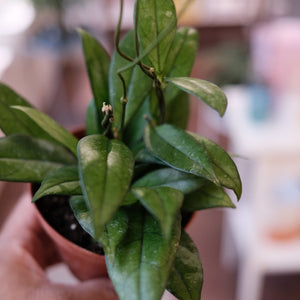 Hoya crassipetiolata