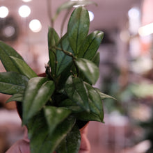 Load image into Gallery viewer, Hoya crassipetiolata
