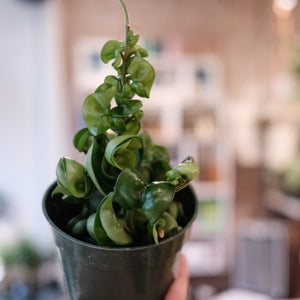 Hoya carnosa "Compacta"