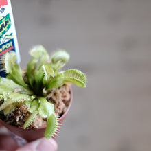 Load image into Gallery viewer, Venus Fly Trap
