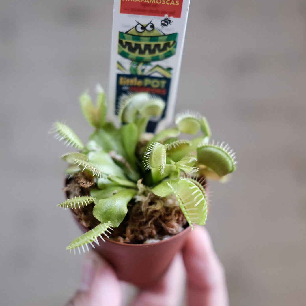 Venus Fly Trap