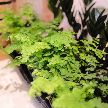 Load image into Gallery viewer, Maidenhair fern &#39;Fritz Luthi&#39;
