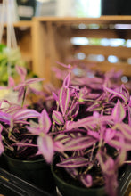 Load image into Gallery viewer, Tradescantia &#39;Pink Paradise&#39;
