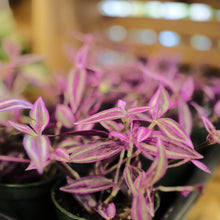 Load image into Gallery viewer, Tradescantia &#39;Pink Paradise&#39;
