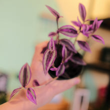 Load image into Gallery viewer, Tradescantia &#39;Pink Paradise&#39;
