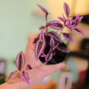 Tradescantia 'Pink Paradise'