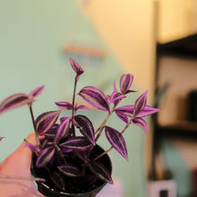 Load image into Gallery viewer, Tradescantia &#39;Pink Paradise&#39;
