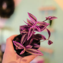 Load image into Gallery viewer, Tradescantia &#39;Pink Paradise&#39;
