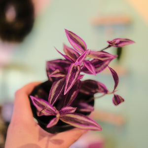 Tradescantia 'Pink Paradise'
