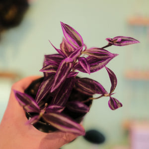 Tradescantia 'Pink Paradise'