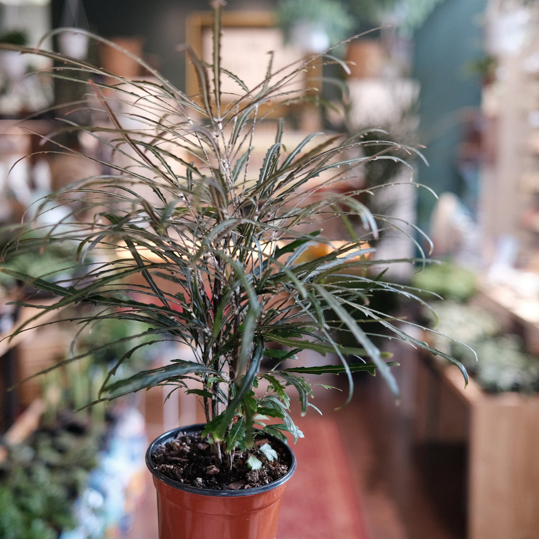 False Aralia