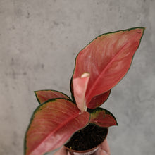 Load image into Gallery viewer, Aglaonema &#39;Lucky Red&#39;
