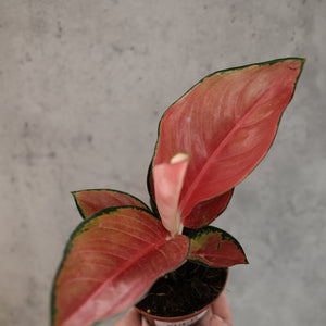 Aglaonema 'Lucky Red'