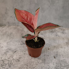 Load image into Gallery viewer, Aglaonema &#39;Lucky Red&#39;
