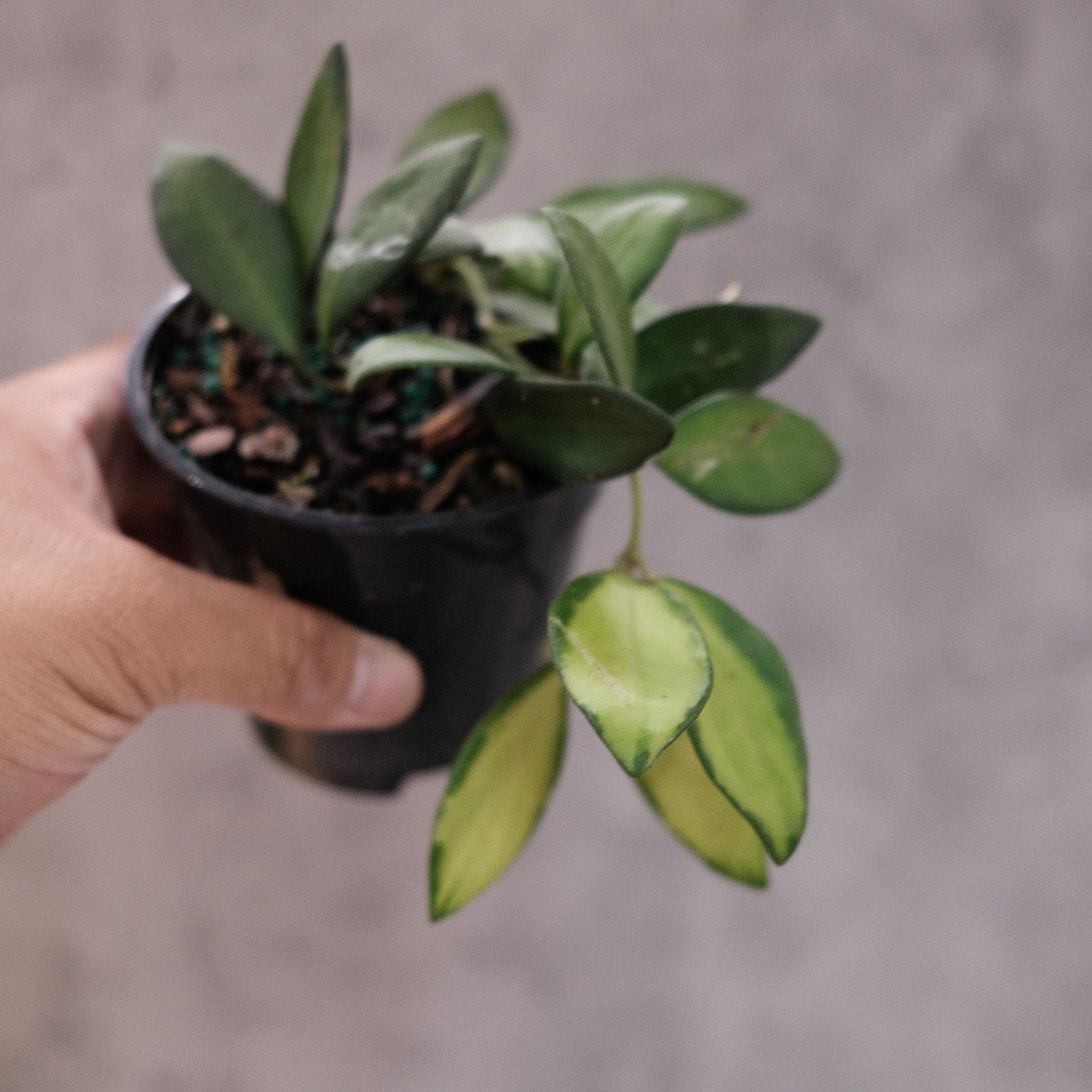 Hoya burtoniae variegated – Bark & Vine