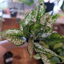 Load image into Gallery viewer, Aglaonema &#39;White&#39;
