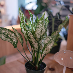 Aglaonema 'White'