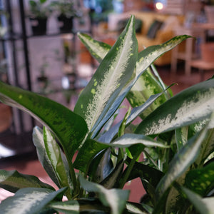 Dieffenbachia 'Panther'