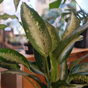Dieffenbachia 'Panther'