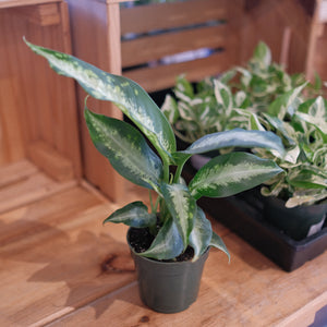 Dieffenbachia 'Panther'