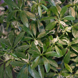 Schleffera 'Moondrop'