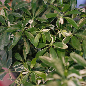 Schleffera 'Moondrop'