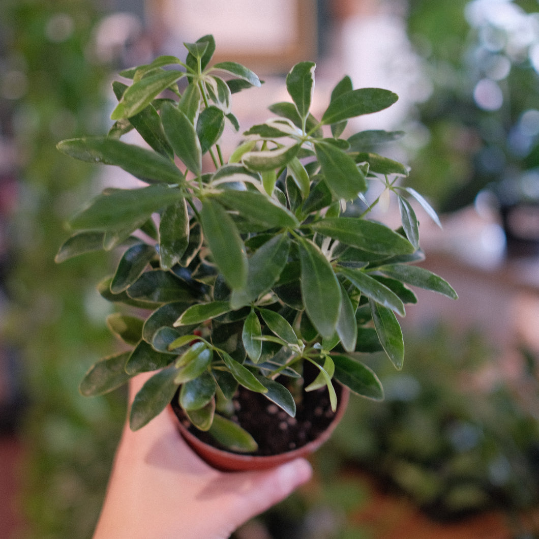 Schleffera 'Moondrop'