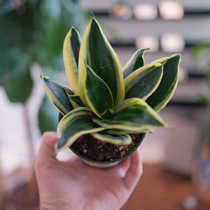 Snake Plant 'Lotus Hahnii'