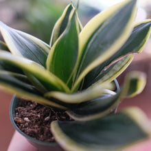 Load image into Gallery viewer, Snake Plant &#39;Lotus Hahnii&#39;
