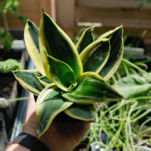 Load image into Gallery viewer, Snake Plant &#39;Lotus Hahnii&#39;
