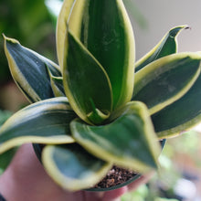 Load image into Gallery viewer, Snake Plant &#39;Lotus Hahnii&#39;
