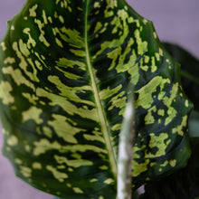 Load image into Gallery viewer, Dieffenbachia reflector
