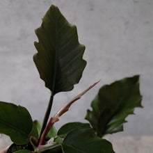 Load image into Gallery viewer, Philodendron &#39;Choco Empress&#39;
