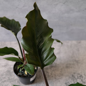 Philodendron 'Choco Empress'