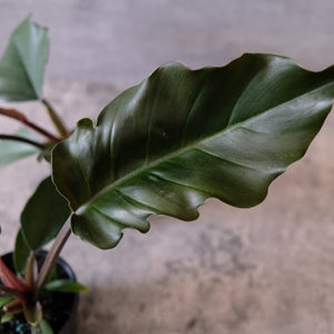 Philodendron 'Choco Empress'