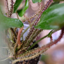 Load image into Gallery viewer, Philodendron squamiferum
