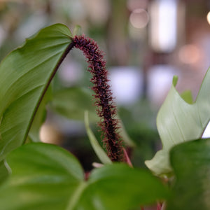 Philodendron squamiferum