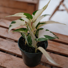 Load image into Gallery viewer, Mutant Manjula Pothos

