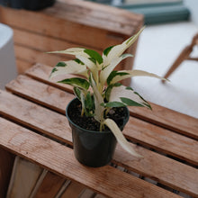 Load image into Gallery viewer, Mutant Manjula Pothos
