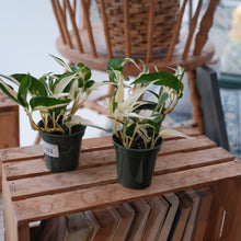 Load image into Gallery viewer, Mutant Manjula Pothos
