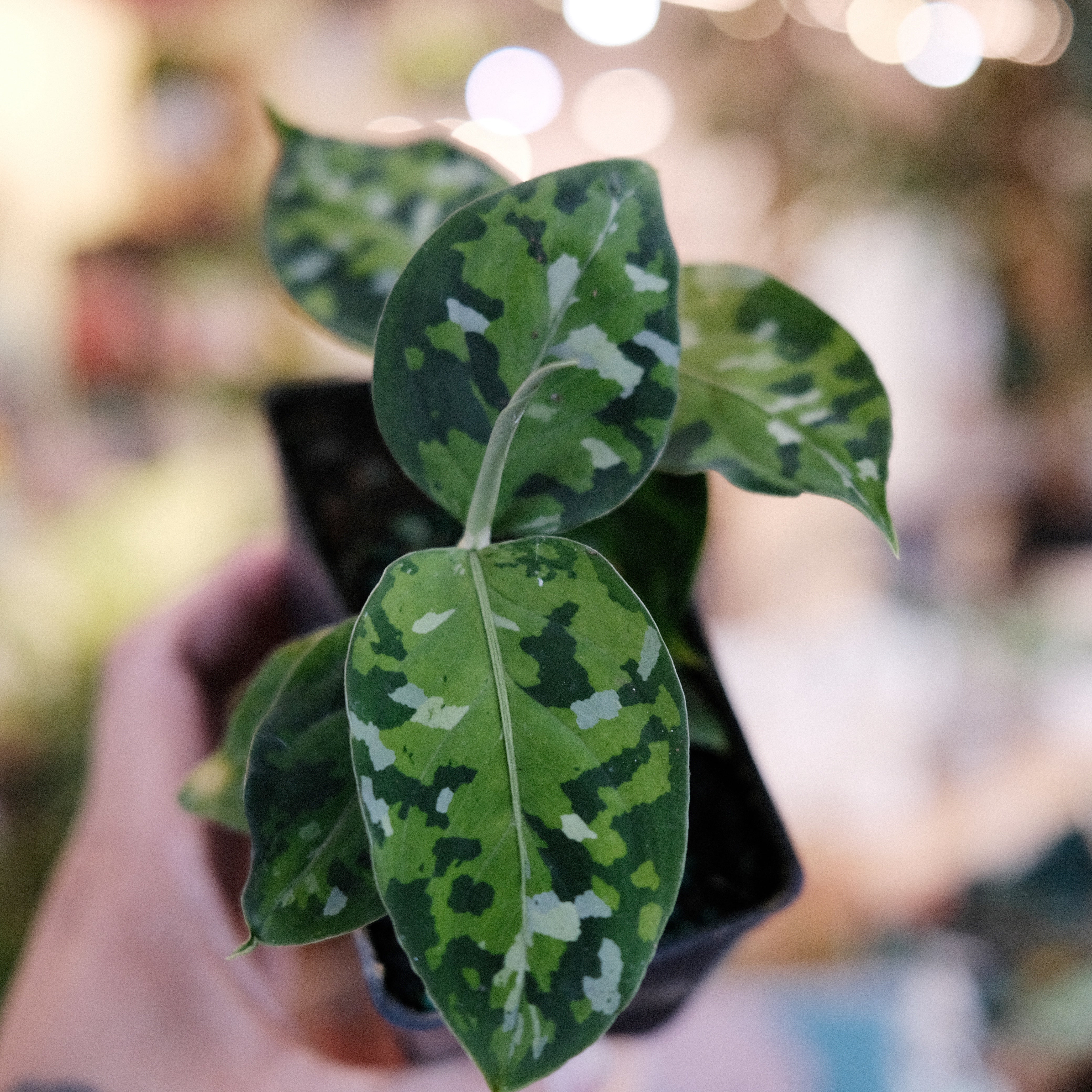 Aglaonema pictum tricolor XL – Welovetropicalplants