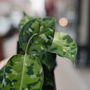 Aglaonema pictum 'Tricolor'