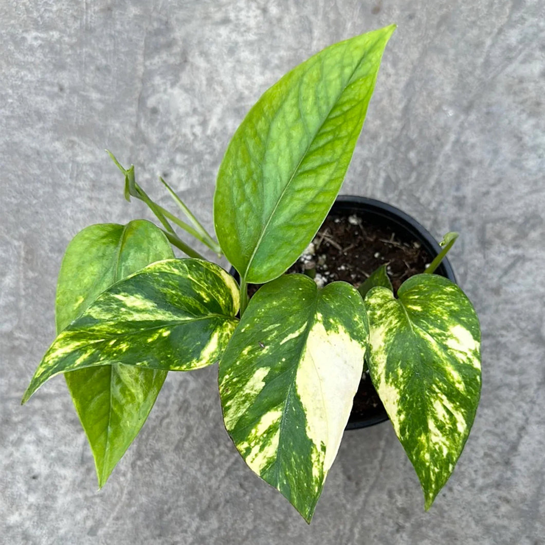 Epipremnum Pinnatum 'Yellow Flame'