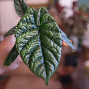 Alocasia 'Quilted Dreams'