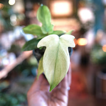 Load image into Gallery viewer, Philodendron &#39;Florida Ghost Mint&#39;
