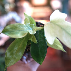 Philodendron 'Florida Ghost Mint'