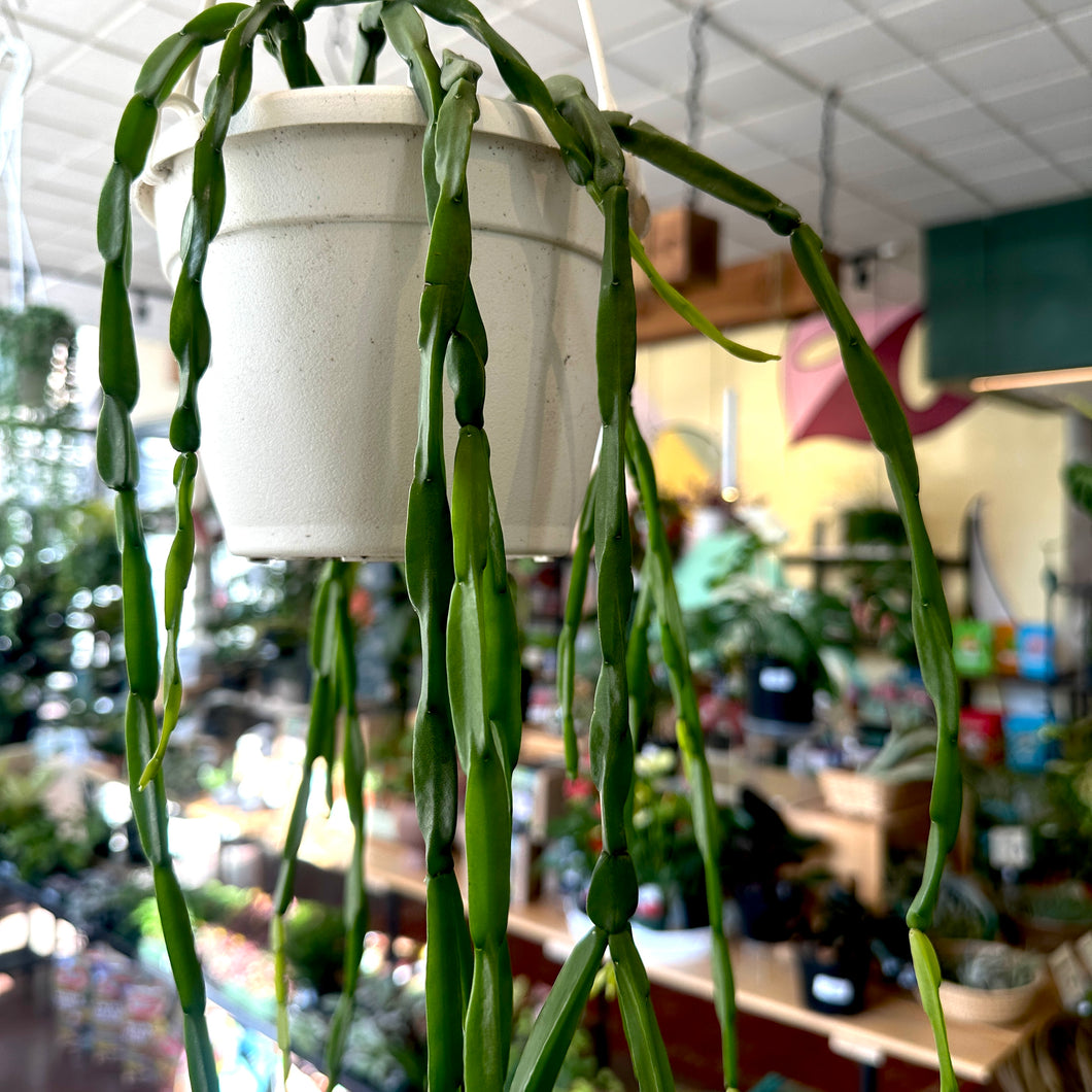 Rhipsalis paradoxa 'Chain Cactus'