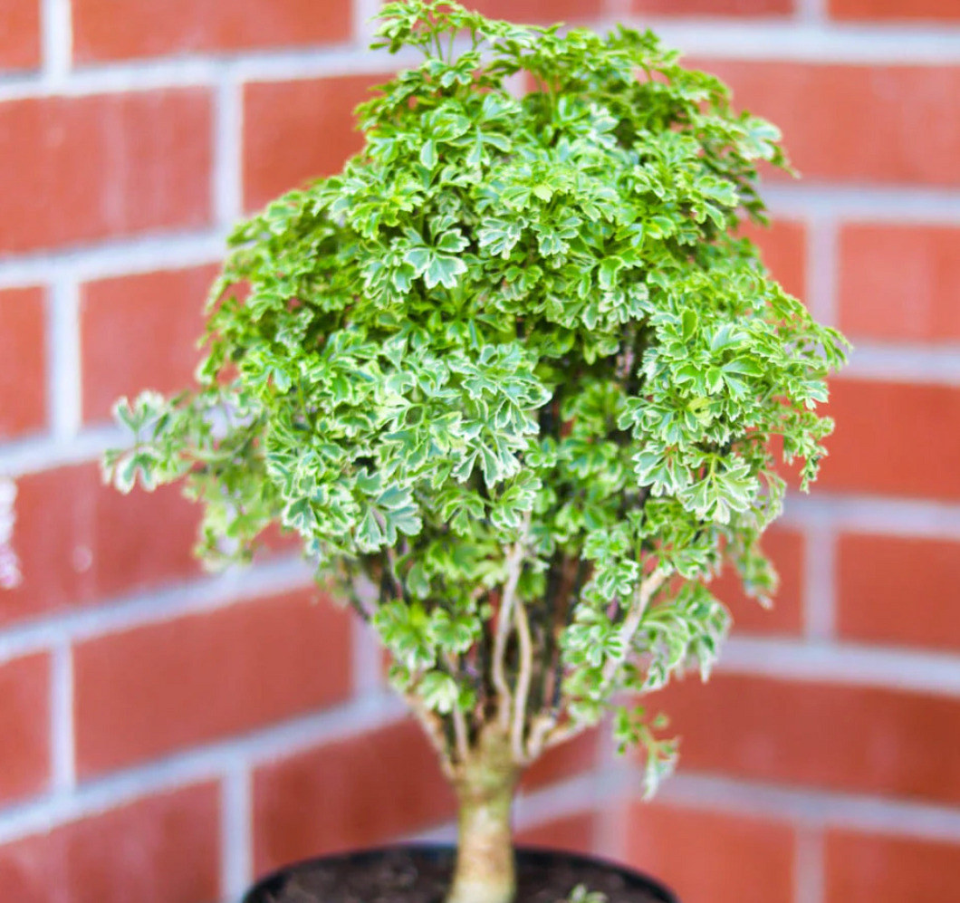 Gold Ming Aralia
